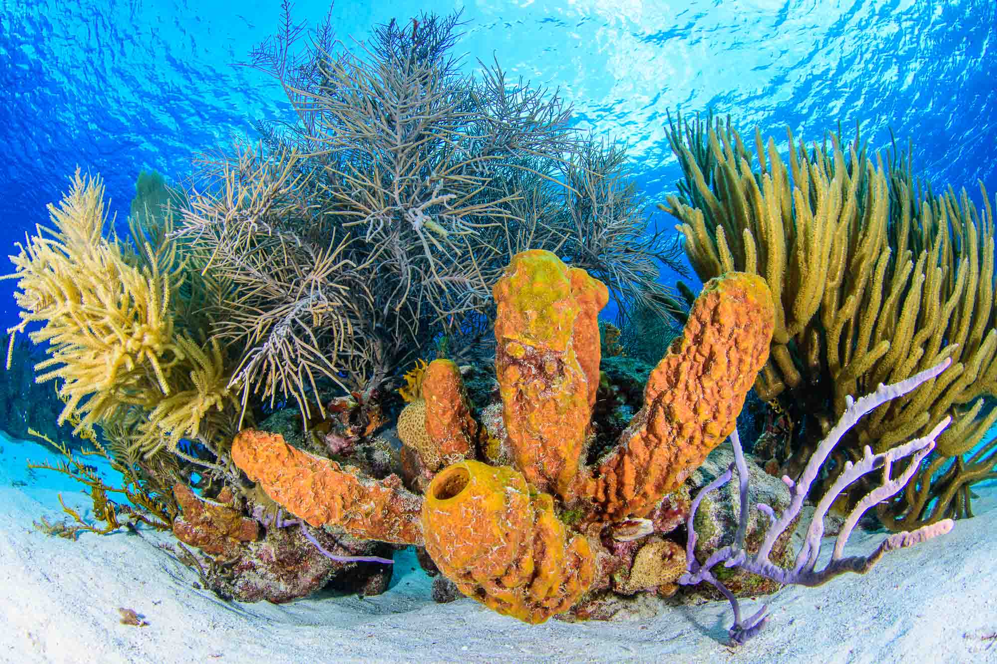 Underwater Life -Boca de Cote - Los Roques Venezuela - National Park