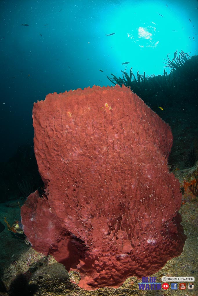 Spot Buceo ahogada en Los Roques-Corales