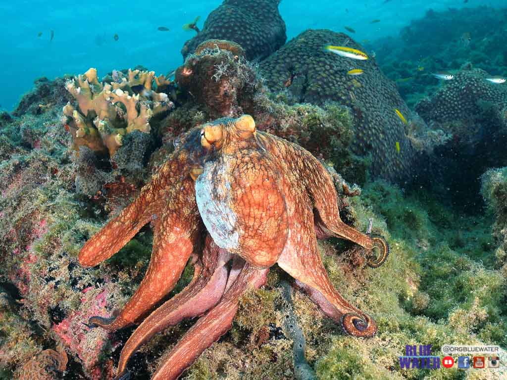 Common Octopus vulgaris hunting on coral reef Los Roques