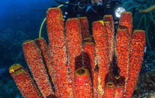 Esponja y Buceadora en Los Roques