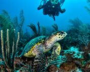 fotografia tortuga y buzo en los roques