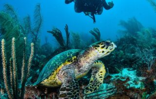 fotografia tortuga y buzo en los roques